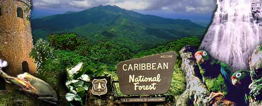 El Yunque